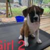 AKC Boxer Puppies