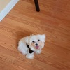 5 month Maltese