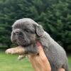 French bulldog puppies