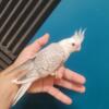 Hand feed cockatiel to 3 weeks to 3 months