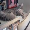 Blue Silver tabby Female Maine Coon    7 Months old