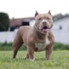 ABKC American Bully Pups Available NOW
