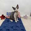 Molly Devon Rex female
