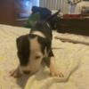 American Staffordshire Terriers Puppies