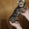 TICA registered bengal kittens