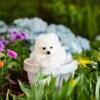 Small Pure-White Female Pomeranian Puppy 