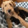 Airedale terrier puppies