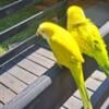 Quakers Parrots  for sale