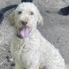 Blondie F1b Moyen Goldendoodle