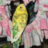 Adult Female Parakeets 20.00 each