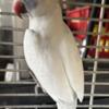 Gorgeous Tame Double factor harlequin male Indian ringneck