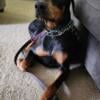 1 year old Beautiful Doberman female