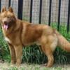 AKC CH sired mostly red Stud Only Siberian Husky