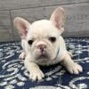 Spike- Cream Male KY French bulldog- BlueGrass Frenchie