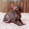 Black Sphynx for sale in Florida 