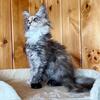 Maine Coon Female Kitten (Demi 221) Available Now in Northwest Ohio