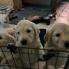 F1 Golden Doodle puppies for sale