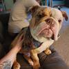 Olde English Bulldogge Stud Chocolate Tri Merle 