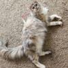 Maine Coon Kittens- Tica Registered. Parents imported