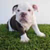 English bulldog puppies