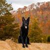 German Shepherd - Protection prospect or sport