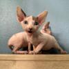 Hairless Sphynx Kittens