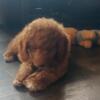 1 Female Goldendoodle puppy available for adoption