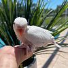 Indian Ringnecks