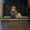 4 yr old Basset for rehoming (high possibility she is bred)