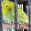 English Budgies young show quality many mutations