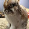 Holland lops and lionhead rabbits