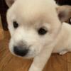 Purebred Shiba Inu Puppies For Sale in Cincinnati, OH