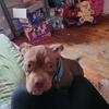 6 month old bully