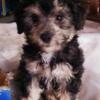 Beautiful Toy Poodle male puppy