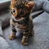 Bengal Male Kitten  $1,000