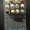 Quail Eggs for Incubating