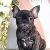 Female French Bulldog