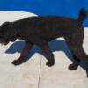 Poodle female adult for rehoming