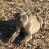 Cane Corso pups Dual registered