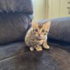 Bengal Kittens For Sale!