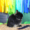 Netherland Dwarf Bunny