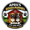 Akc boxer male