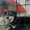 Husky aussie mix needs a home