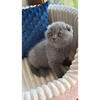 NEW scottish kitten, male . In excellent breed type. 3 months old.