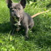 Blue French Bulldog Fluffy Carrier