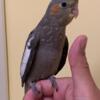 Baby Cockatiels - Very Cute