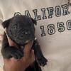 2 week old puppies