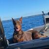 AKC red male Doberman STUD SERVICE, 2.0 years old, have been tested for possible health problems .
