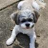 Shih tzu for Stud ONLY* $500 *Not for sale*