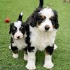 Bernedoodle Puppies 